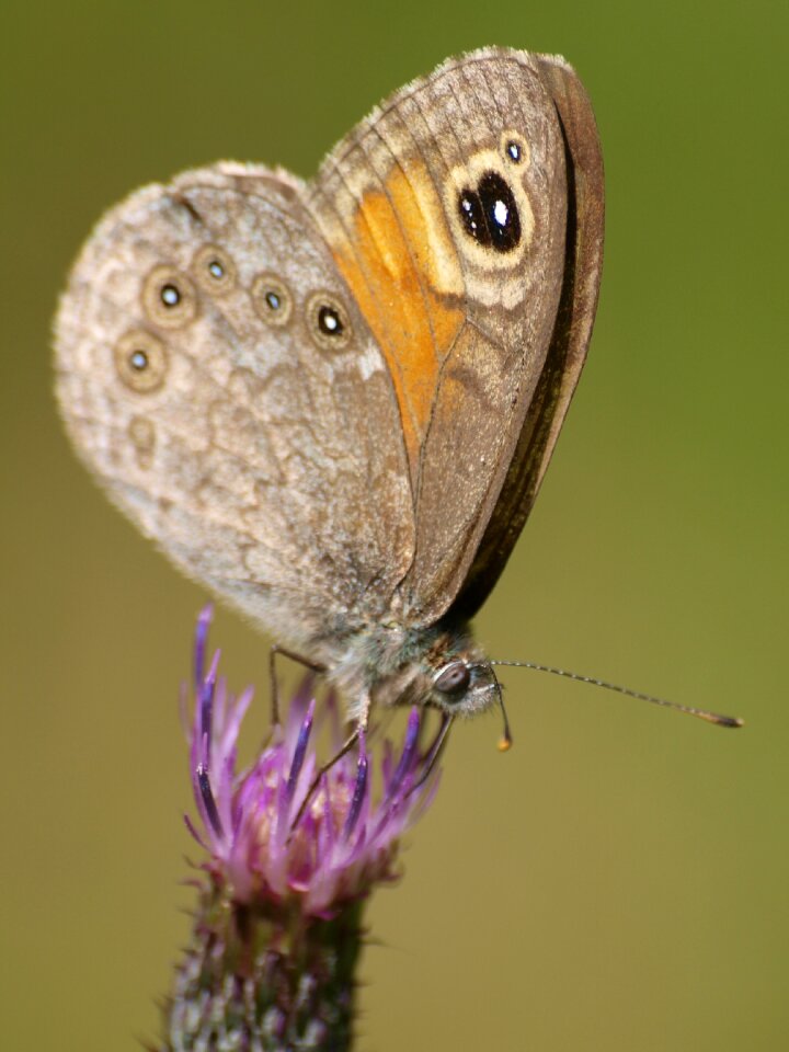 Brown eyes butterflies