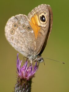 Brown eyes butterflies
