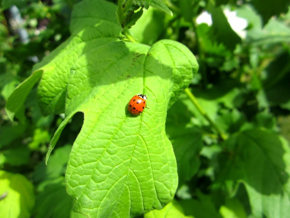 Insekten (Marienkäfer etc.)