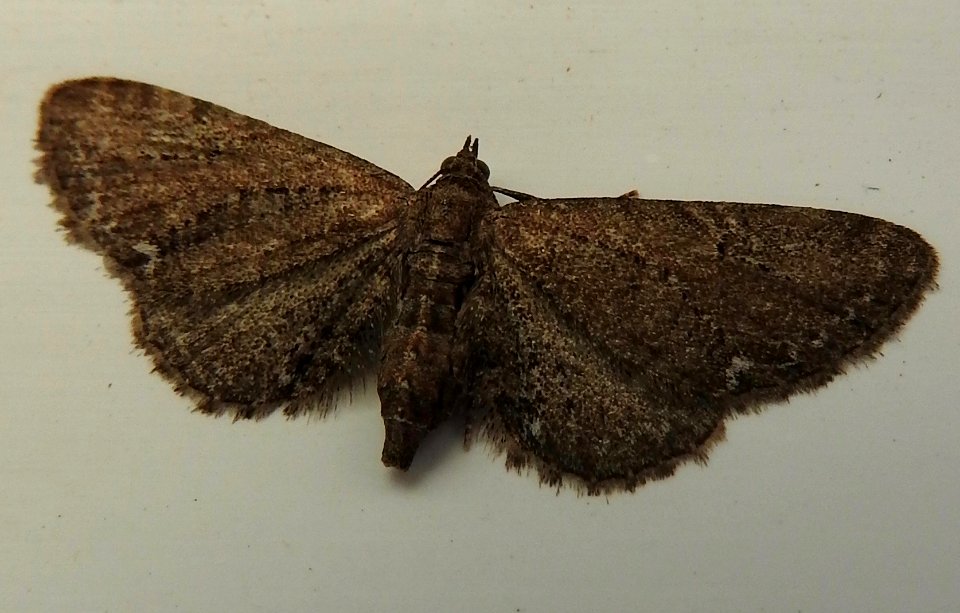 Moth