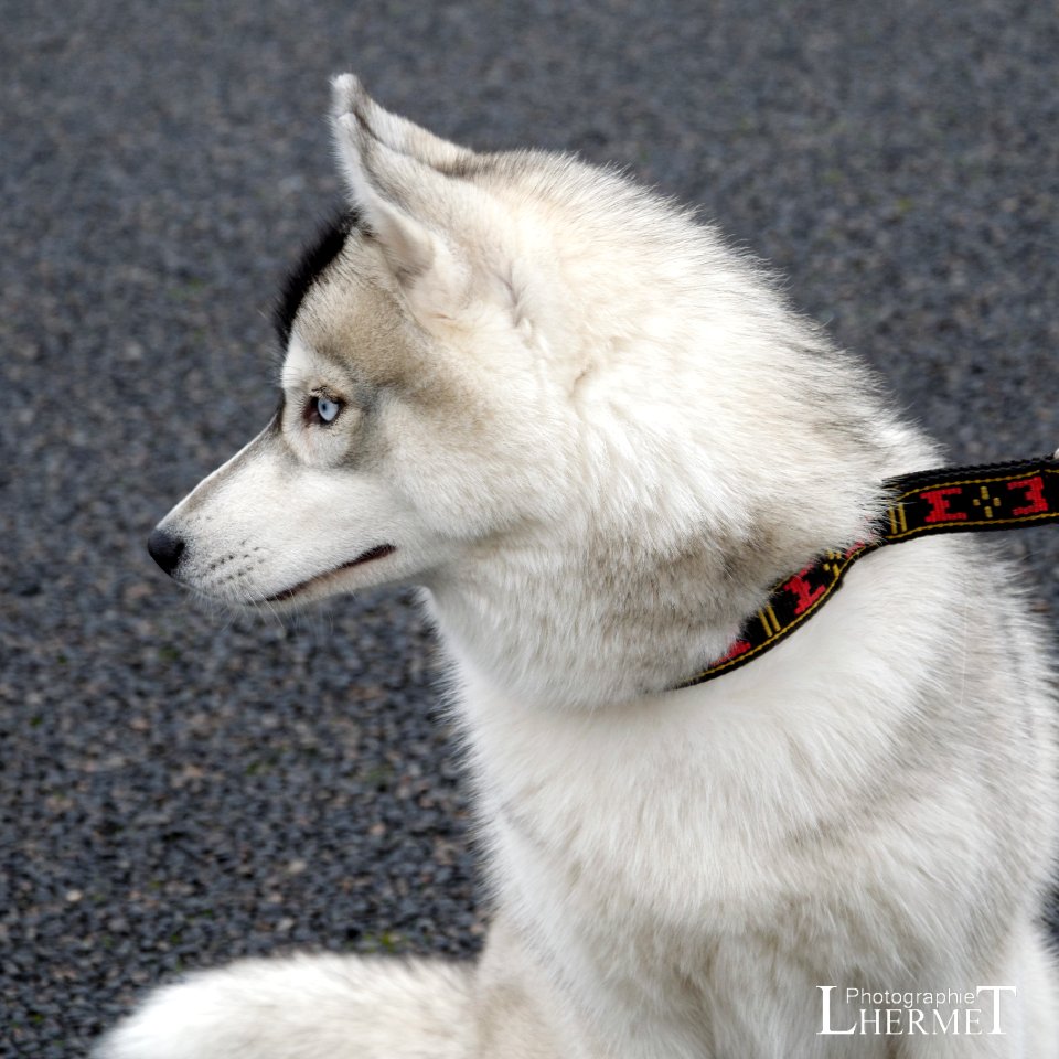 20170108-N10 Husky 0188