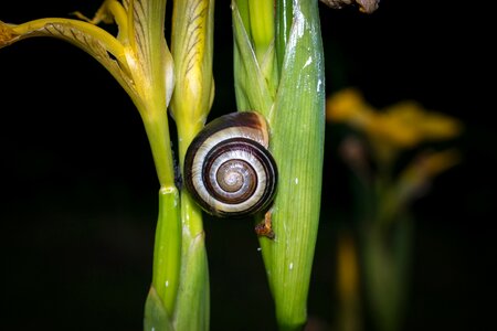 Mollusk slowly iris