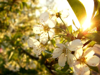 Handsomely branch tree
