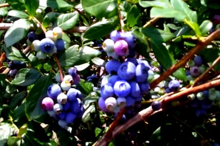 blueberry bush photo
