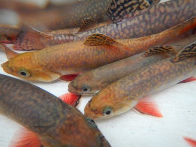 brook trout