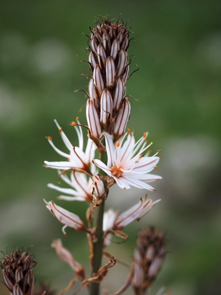 Bloom stubblaetter white