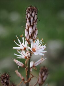 Bloom stubblaetter white