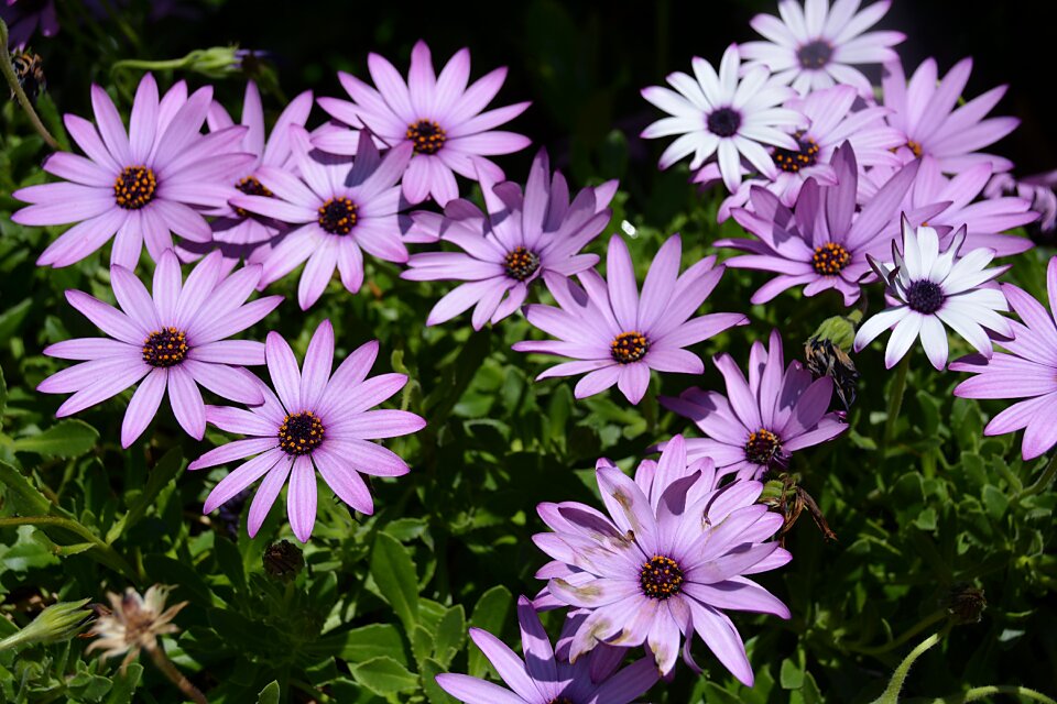 Blossomed petal garden