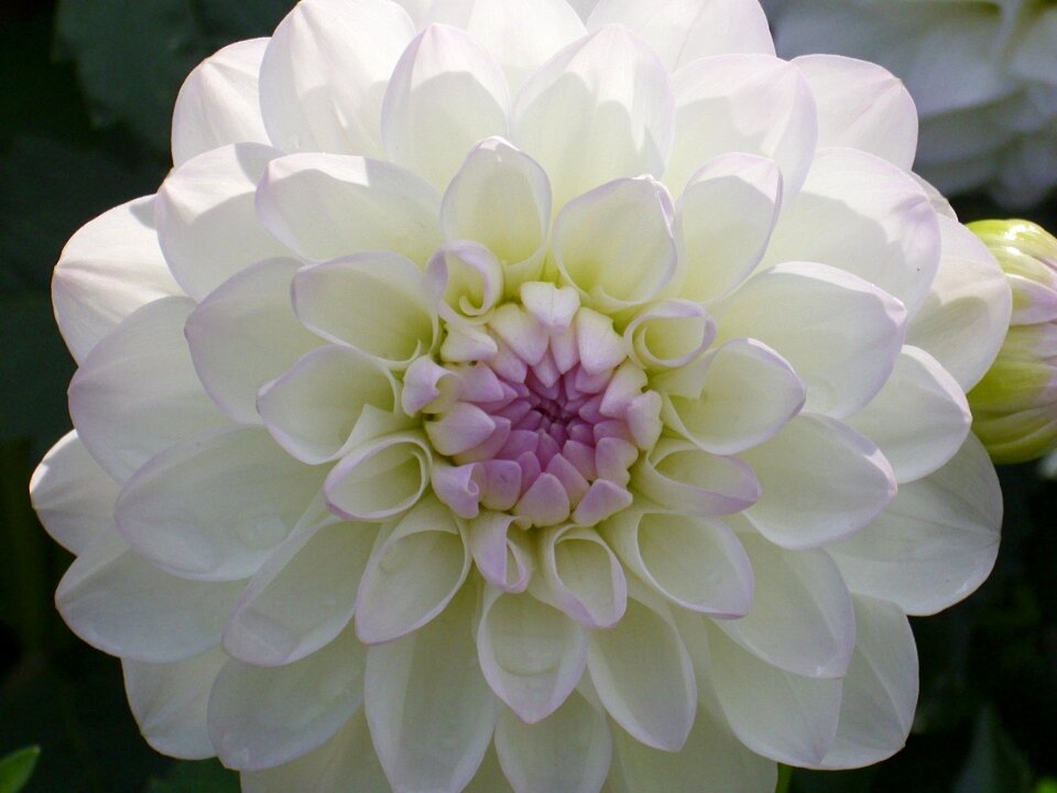 Blossom petals floral