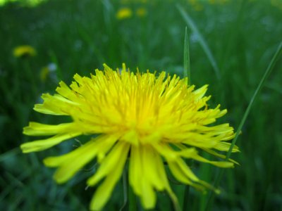 Blumen