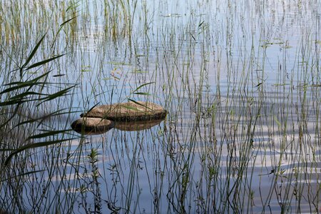 A bed of reeds stone water