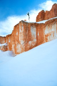 Bristlecone Pine atop rock wall on Tower Bridge Trail (1 of 1)