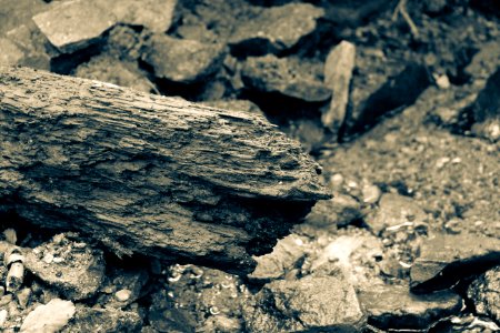 Piece of driftwood