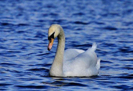 mute swan