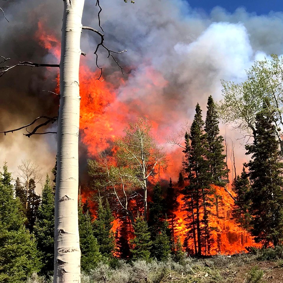 Prescribed burn at Manning Creek