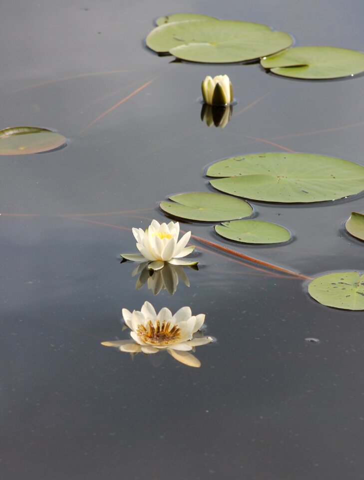 Nymphaea candida lake lily pad