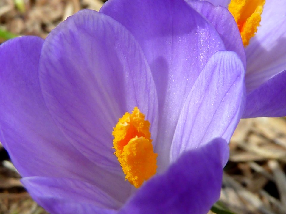 Crocus Closeup