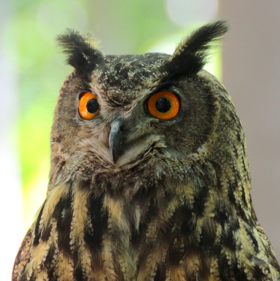 Eyes animals beak