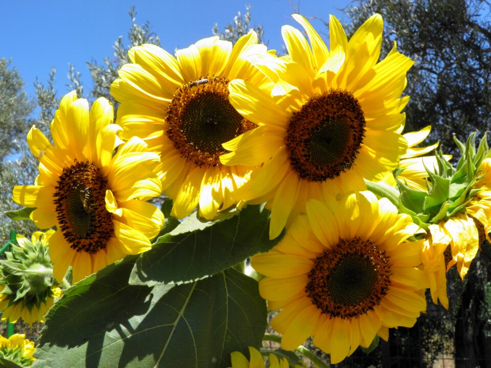 Yellow summer floral