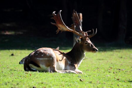 Rut antlers tree