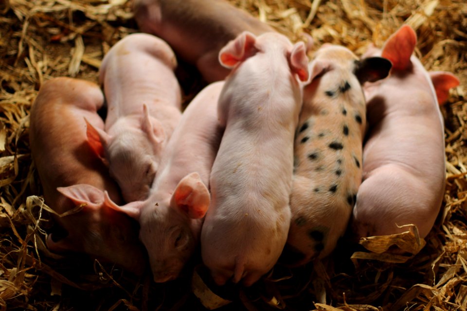 Pigs