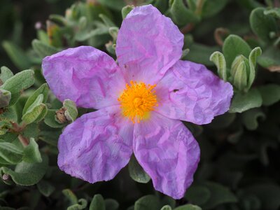 Purple pink cistus photo