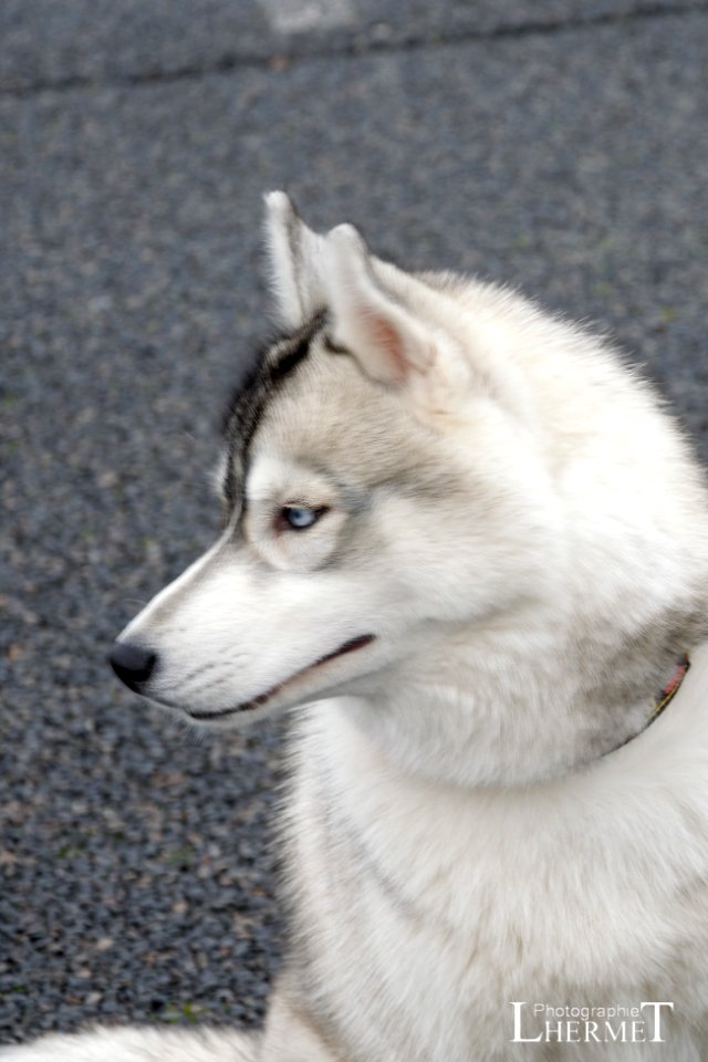 20170108-N09 Husky 0187