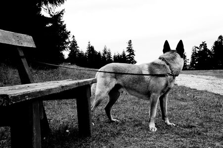 Dog black and white guard dog photo