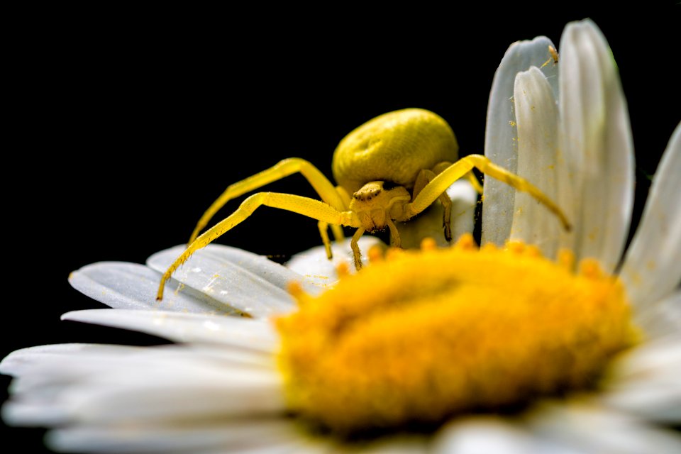 Yellow type