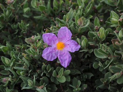 Purple pink cistus photo