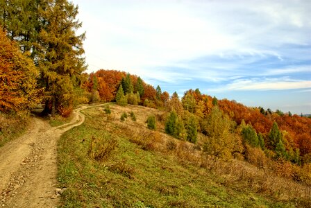 The sun colors foliage