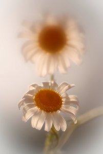 Soleil des champs