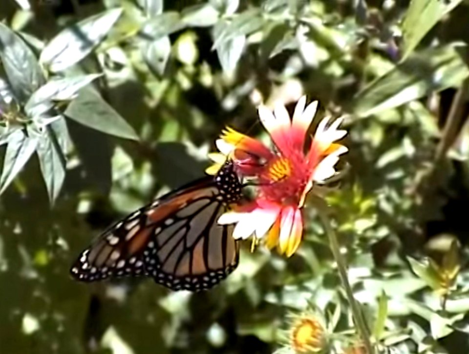 Monarch Butterfly