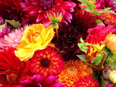 Mums chrysanthemums tulips