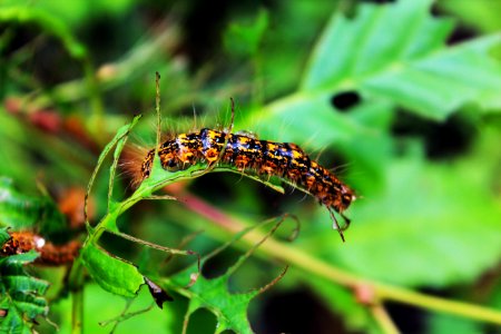 Caterpillar outbreak at Mount St. Helens