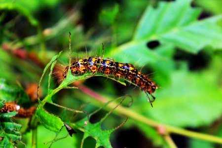 Caterpillar outbreak at Mount St. Helens photo