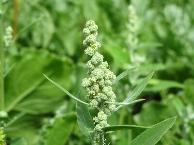 Goosefoot fat-hen wildflower