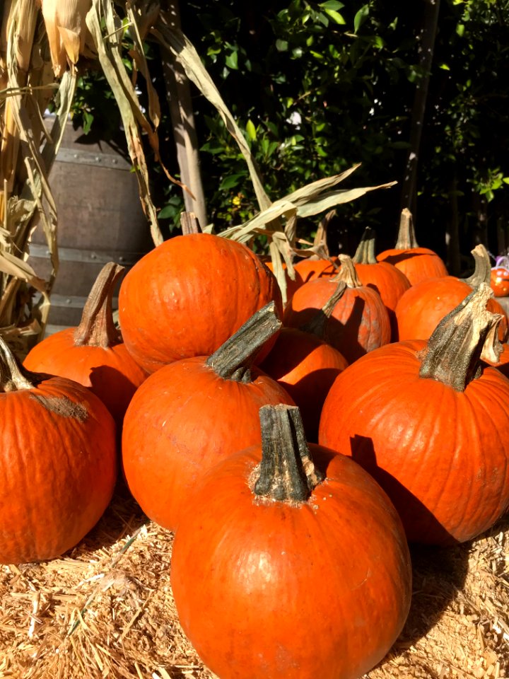 2019 Pumpkin Decorating