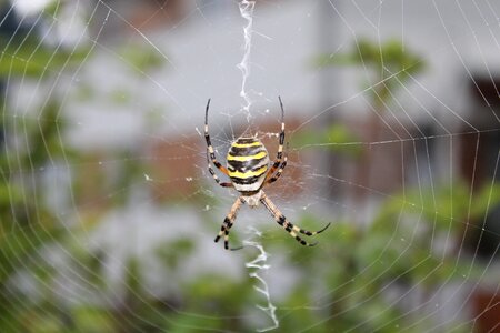 Nature animal arachnid