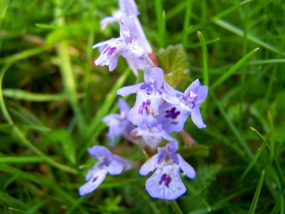 Blumen
