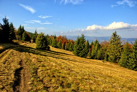 The sun colors foliage