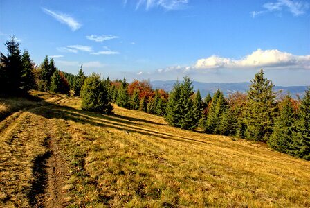 The sun colors foliage photo