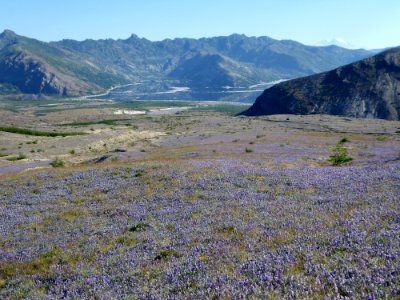 Lupine on the Pumice Plain