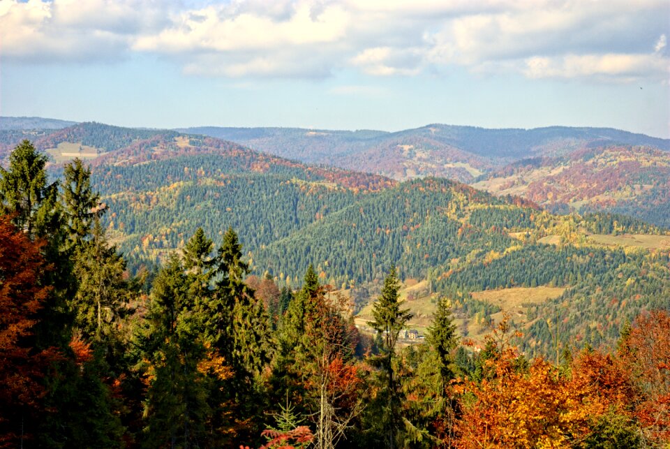 The sun colors foliage