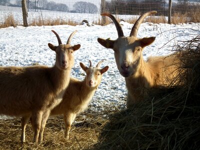 Winter pasture horned photo