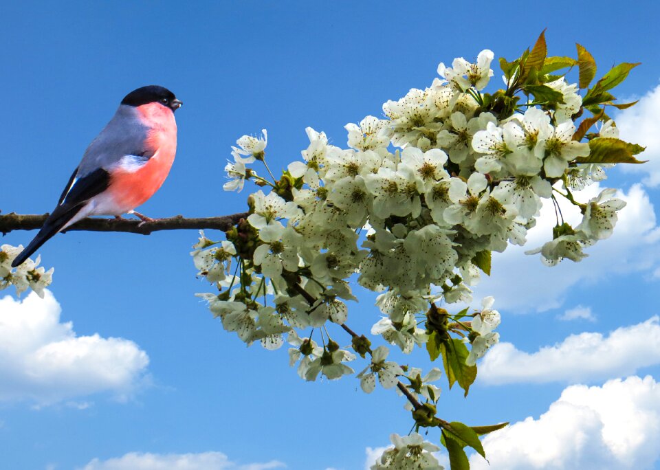 Bird cherry blossom garden
