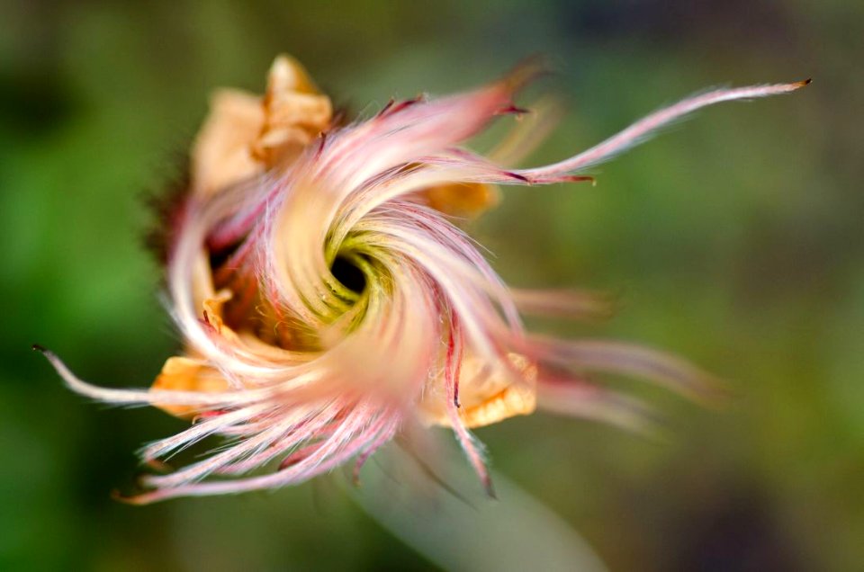 Closeup of Tundra Flower