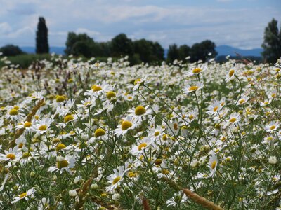 Wild chamomile mayweed false chamomile