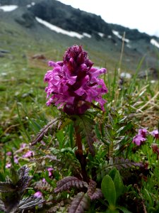 Closeup of Tundra Flower
