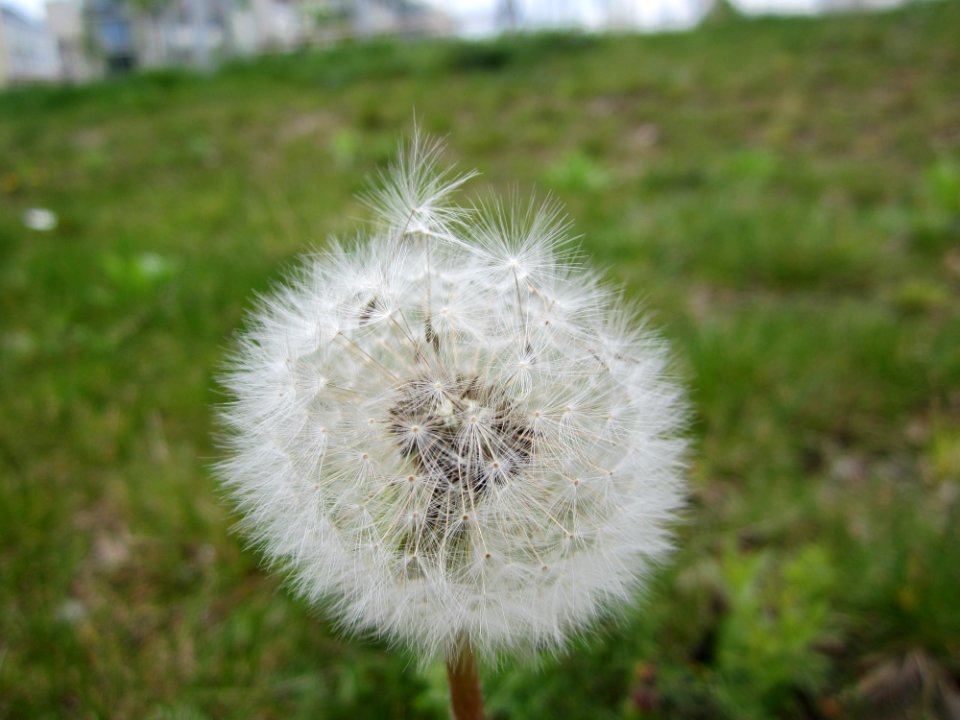 Blumen